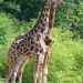 Amourettes de girafes